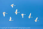 Seven Tundra Swans in FLight